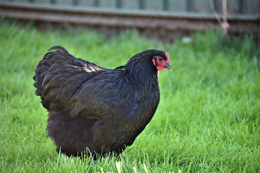Zombie Chicken | For My Daughters Farm