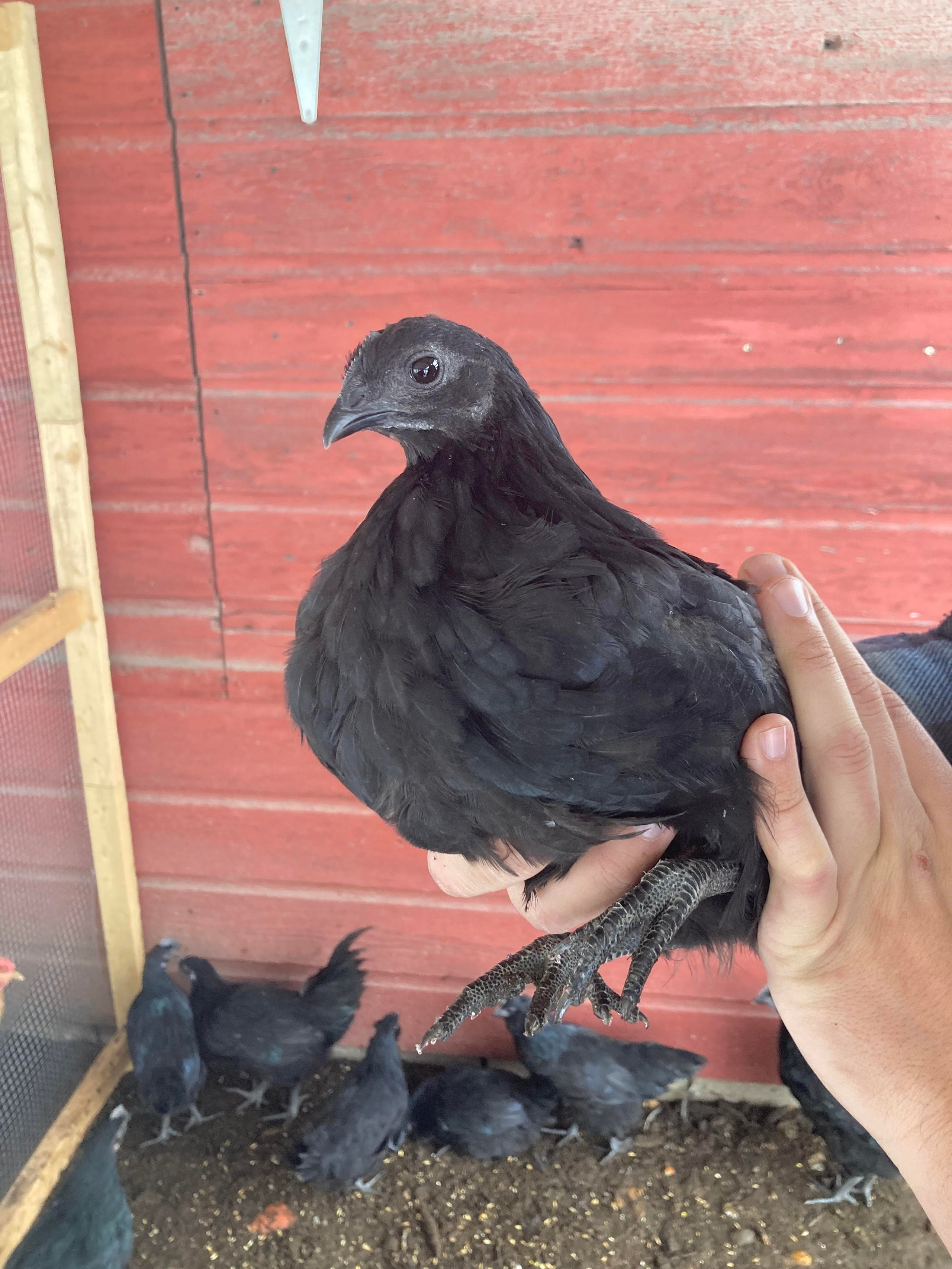 Ayam Cemani | For My Daughters Farm